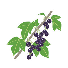 Wall Mural - blackcurrant branch with berries and leaves