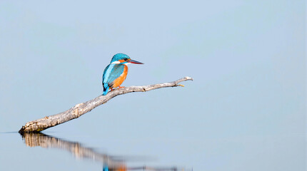 kingfisher bird on a dry tree branch