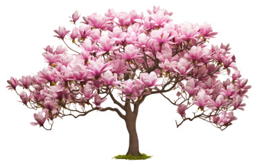 Poster - PNG Magnolia tree outdoors blossom flower.