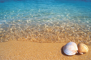 Poster -  great barrier reef spring midday wave patterns and shells