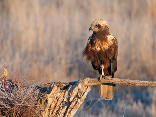 Wall Mural - Marsh harrier, Circus aeruginosus