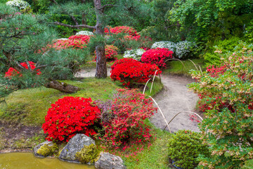 Wall Mural - Idyllic view with balls of  rhododendron bushes  in bloom (pink, red,white colors) in Japanese garden