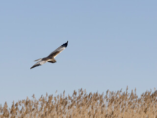 Wall Mural - Marsh harrier, Circus aeruginosus