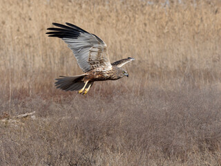 Wall Mural - Marsh harrier, Circus aeruginosus