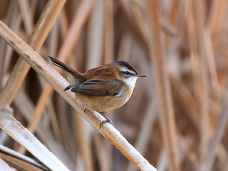 Wall Mural - Moustached warbler, Acrocephalus melanopogon
