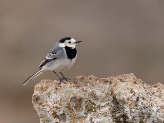 Wall Mural - White wagtail, Motacilla alba