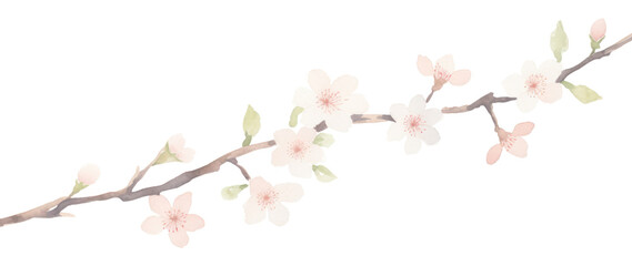 Wall Mural - PNG Sakura as divider watercolor blossom flower person.