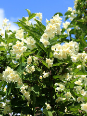 Wall Mural - Jasmine blooms in the garden