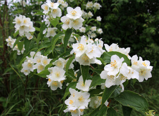 Wall Mural - Jasmine blooms in the garden