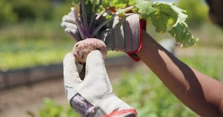 Wall Mural - Farm, inspection and hands of person with vegetable for growth, sustainability and harvesting. Agriculture, nature and farmer with beetroot plant for healthy environment, ecology and food production
