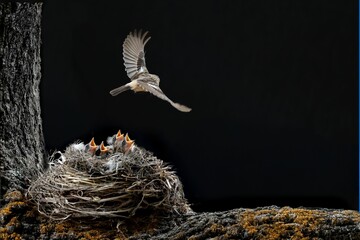 Poster - Sparrow soaring above a nest with chicks