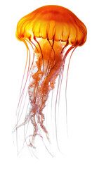 Poster - PNG Box Jellyfish jellyfish animal