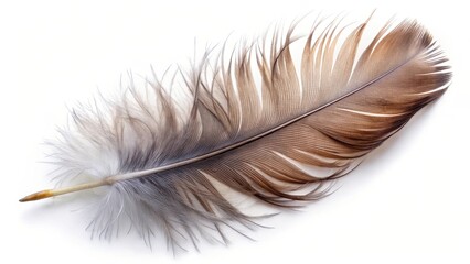 Wall Mural - Single Bird Feather on White Background