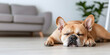 © A2Z AI  - Sleeping French Bulldog: A cute fawn-colored French Bulldog peacefully naps on a wooden floor in a bright, modern living room. Peaceful moment.