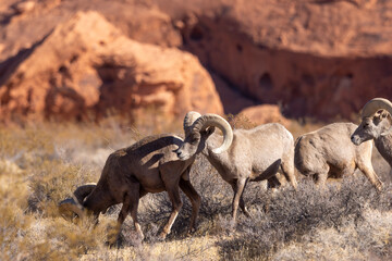 Wall Mural - Deserrt Bighorn Sheep Rams in the Valley of Fire State Park Nevada in Winter