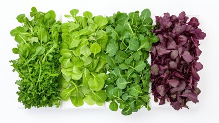 Wall Mural - Freshly harvested microgreens including kale, radish, and arugula showcasing vibrant colors and promoting healthy living