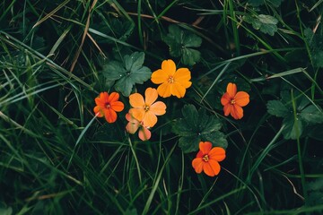 Wall Mural - Colorful flowers blooming in a lush green meadow during a sunny day