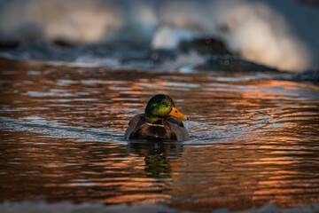 Wall Mural - Mallard duck in sunset-lit river.