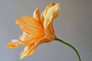 Wall Mural - Delicate orange flower showcasing intricate petal textures against a neutral background