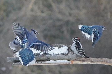 Wall Mural - Blue Jays in winter