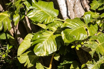 Wall Mural - Foliage of a Centipede tongavine, Epipremnum pinnatum