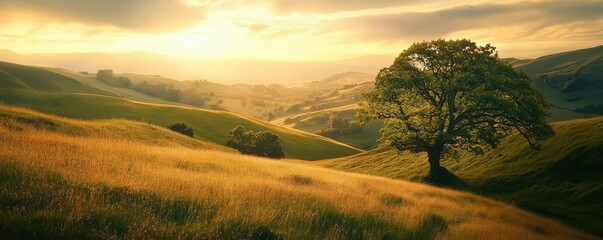 Canvas Print - Golden sunrise over rolling hills with lone oak tree