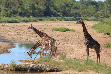 Wall Mural - Giraffe / Giraffe / Giraffa camelopardalis