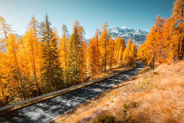 Aufkleber - An asphalt road runs through a forest with shining yellow larches. Location place Dolomiti Alps, Cortina d'Ampezzo, Italy, Europe.