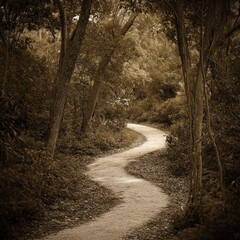 Wall Mural - Sepia-toned winding forest path through dense woods, creating a serene and mysterious atmosphere that invites exploration and reflection.