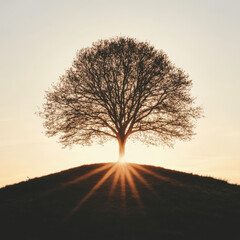 Wall Mural - Majestic silhouette of a lone tree on a hilltop, with golden sun rays peeking through branches during sunset.