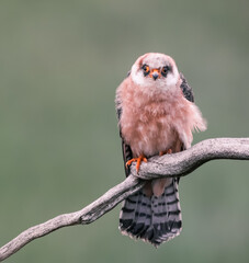 Wall Mural - female red footed falcon bird