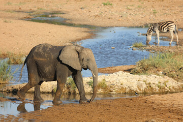 Wall Mural - Afrikanischer Elefant / African elephant / Loxodonta africana