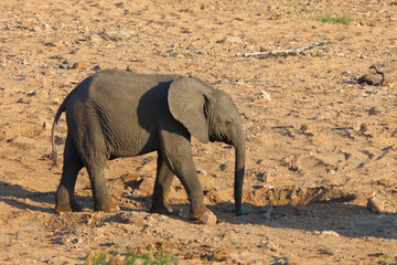 Wall Mural - Afrikanischer Elefant / African elephant / Loxodonta africana