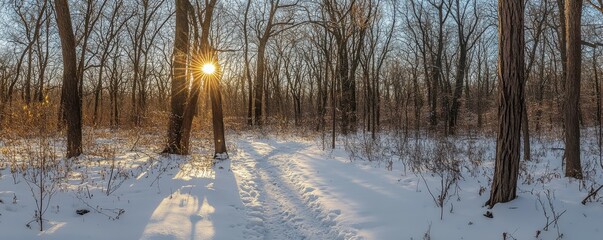 Canvas Print - Winter sunrise in snowy forest with leafless trees and footprints