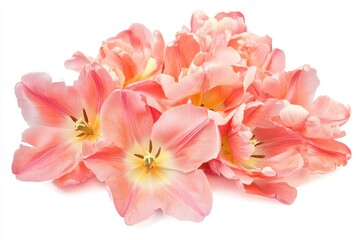 Wall Mural - Isolated pink tulip on white