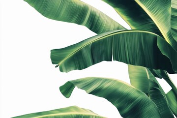 Wall Mural - Isolated tropical banana foliage on a white background with a cutout