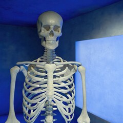 Wall Mural - skeleton model in standard scale displayed in a blue room. generative ai