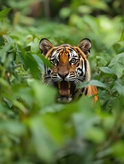 Aufkleber - Majestic tiger portrait with intense gaze in lush green surroundings during golden hour. Generative AI