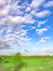 Wall Mural - field with a tree in the foreground and a blue sky with clouds