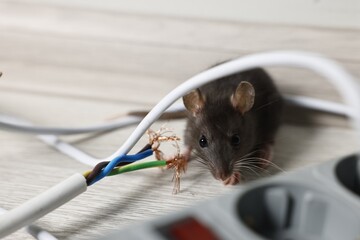 Wall Mural - Rat near chewed electric wire on floor indoors. Pest control