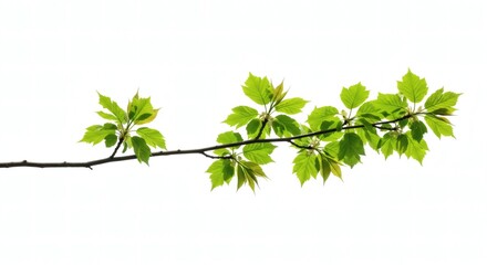 Isolated Green Tree Branch with Vibrant Leaves on White Background