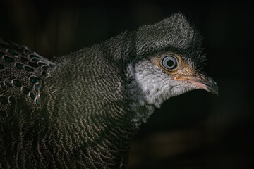 Pheasant peacock portrait outdoors with dark background.
