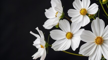 Wall Mural - Delicate white flowers with yellow centers gracefully arranged against a dark background, showcasing natural beauty