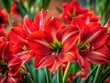 © kansak01 - Stunning Red Amaryllis Blooms, Rule of Thirds Photography, Close-up Flower Image, Vibrant Red Amaryllis Pictures