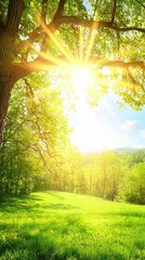 Wall Mural - Sunny spring meadow, tree, hills, vibrant nature, peaceful landscape, ideal for nature websites