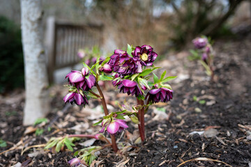 Wall Mural - Beautiful winter flowers in maroon and white double blooms of hellebore in a winter garden, as a nature background
