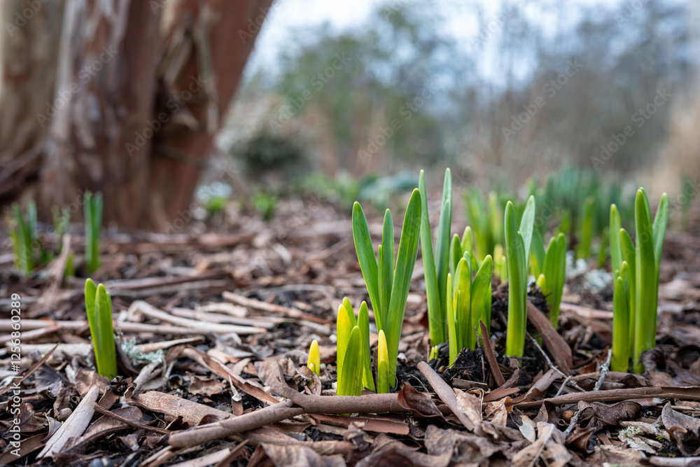 Early signs of spring in a winter garden, fresh green shoots of ...