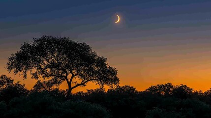 Canvas Print - Sunset silhouette tree, crescent moon, African savanna, tranquil evening; nature background