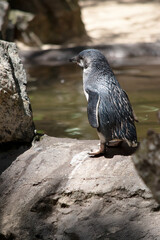 Wall Mural - the penguin is about to go in the water