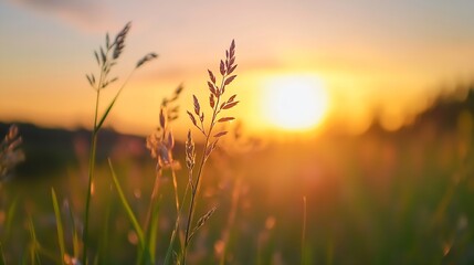 Poster - Closeup of golden grass swaying gently in the warm sunlight during sunset creating a serene atmosphere : Generative AI